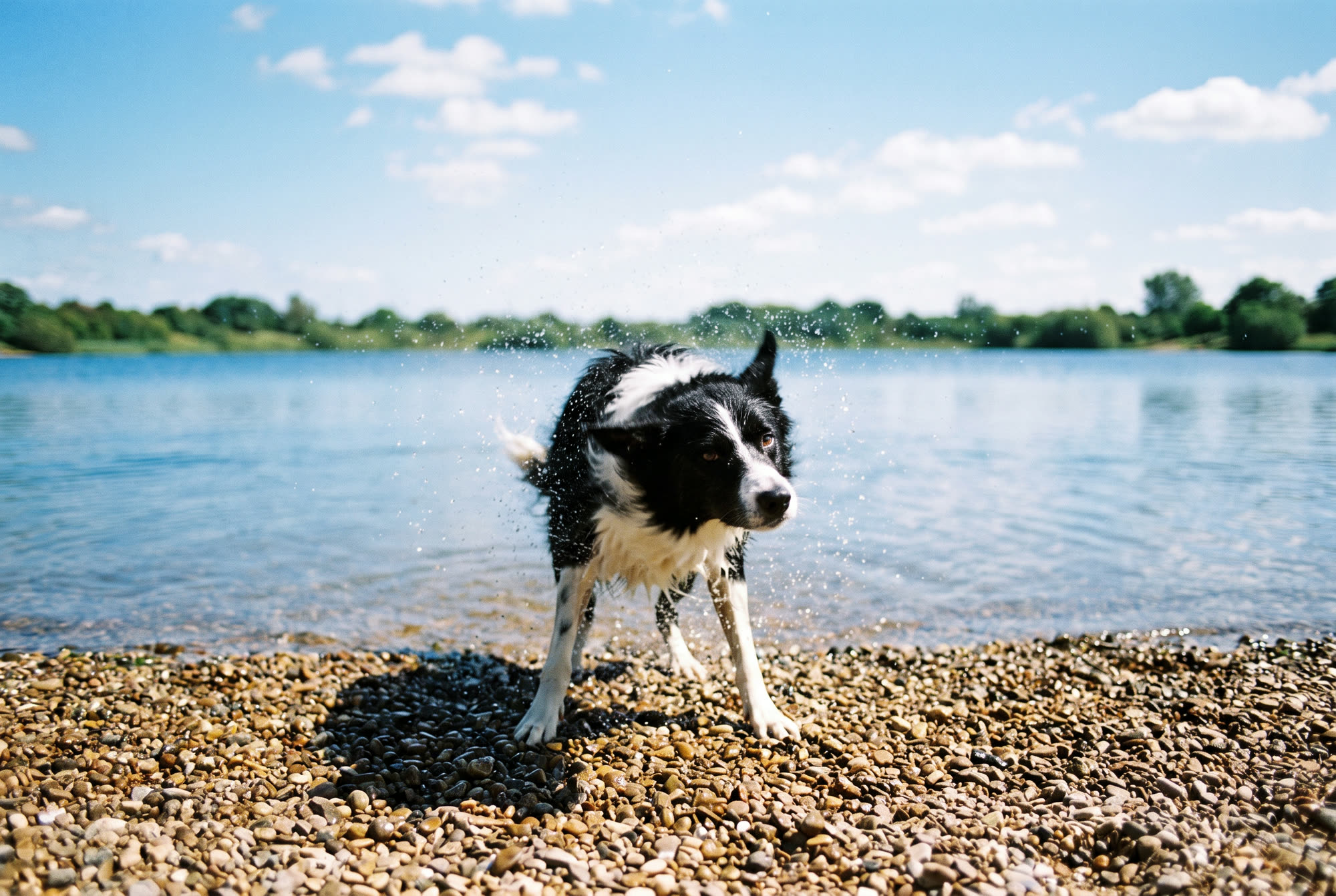 A black and white collie shaking water from its coat on a pebble lake shore under a bright sky.